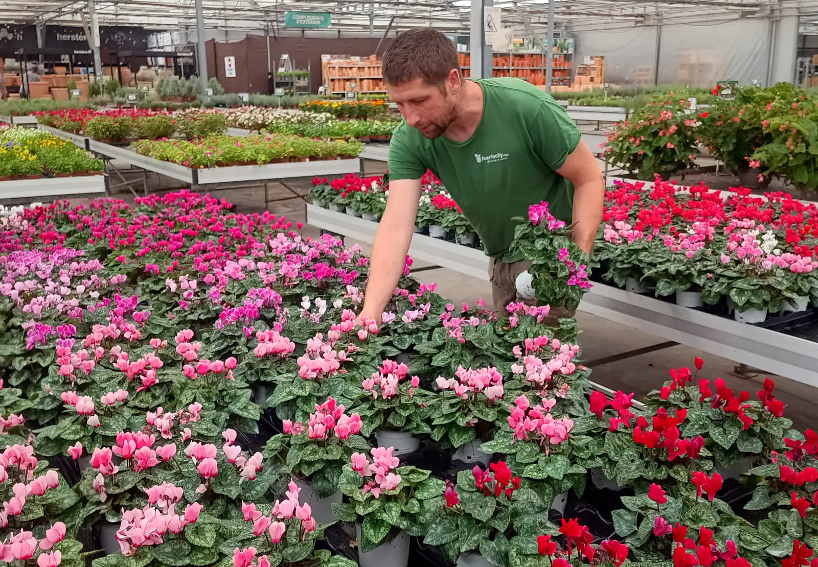 Selección de plantas de calidad en vivero