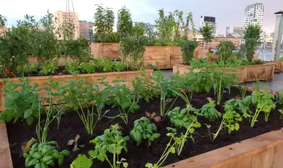 Green thumb - huerto urbano para un anuncio