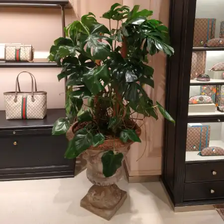 Plantas en la tienda de Gucci