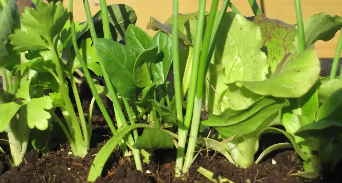 Planteles en un huerto urbano
