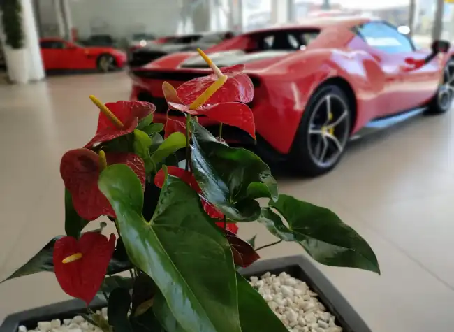 Jardineria para concesiones - Ferrari