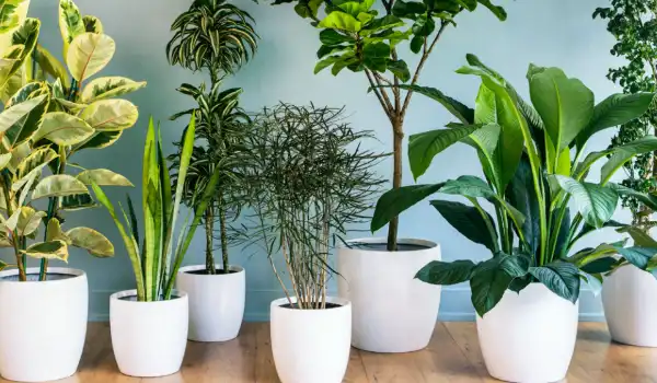 Plantas interiores para hoteles, tiendas y oficinas