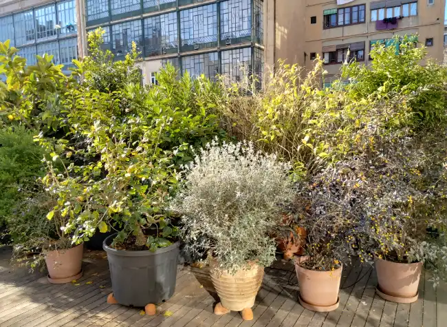 Jardineria en terrazas