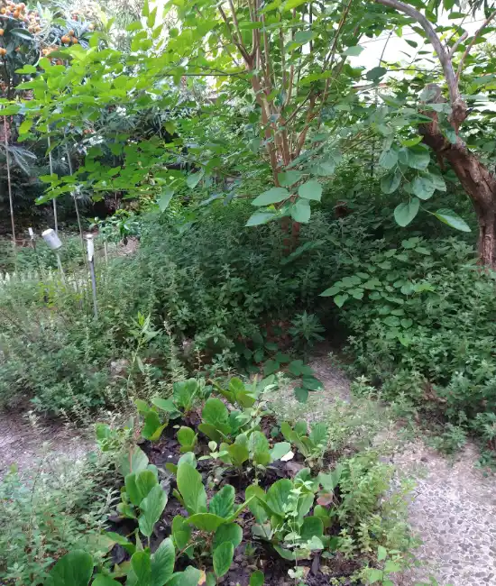 Limpieza y mantenimiento de jardines