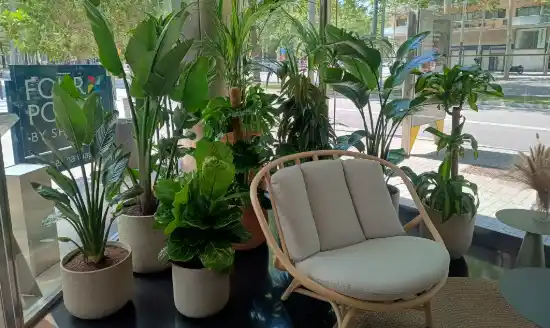 Mantenimiento de plantas en hoteles