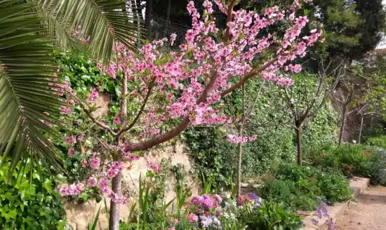 Poda de frutales