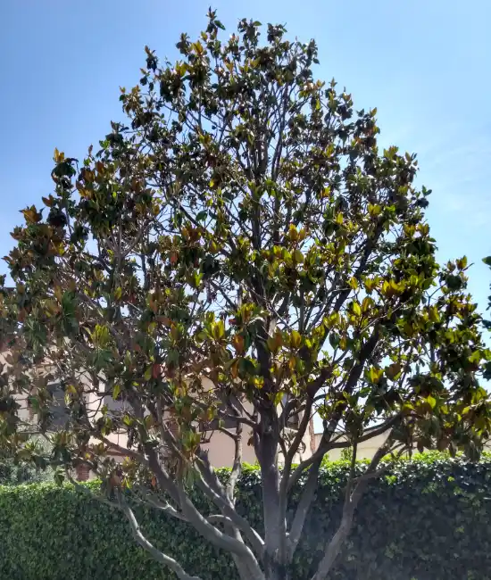 Poda de arboles Sant Cugat