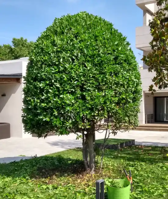 Pruned shrubs in a garden in Cerdanyola