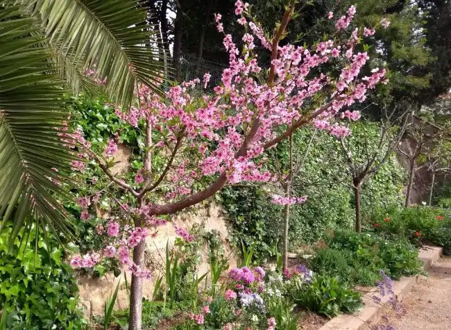 Poda de frutales