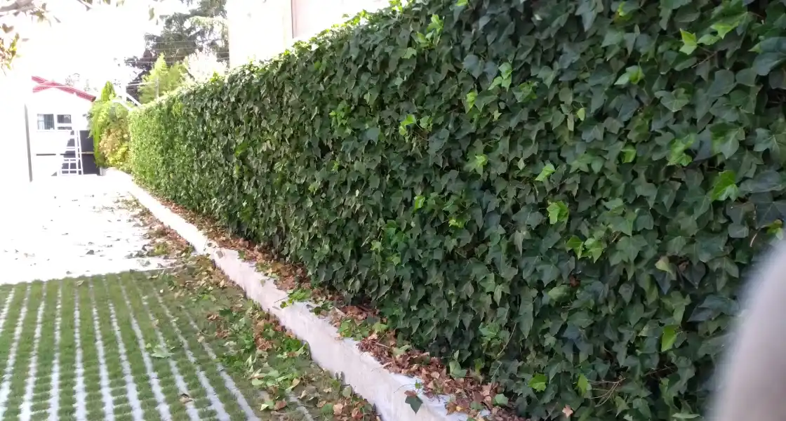 Poda de un seto de hiedra