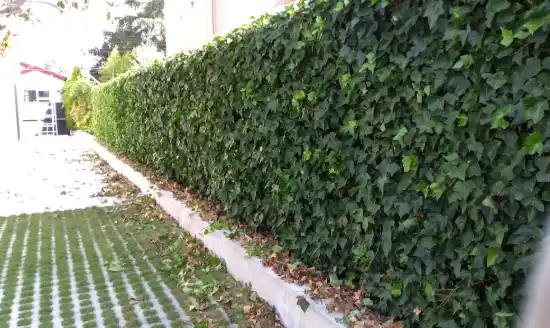 Mantenimiento de setos