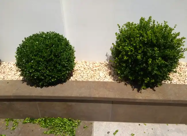 Poda de arbustivos ornamentales en Barcelona
