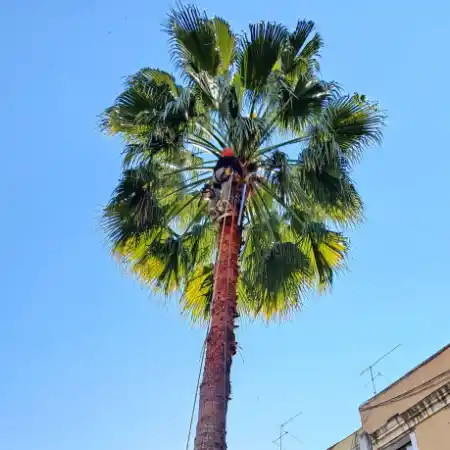 Poda de palmero en Barcelona