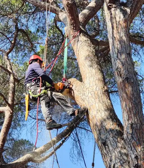 Poda de pinos en altura en Barcelona