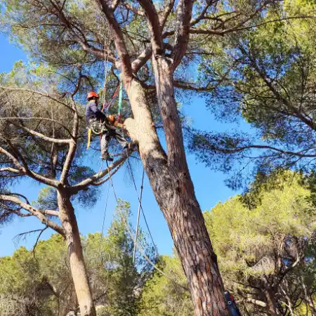 Poda de pinos en altura en Barcelona