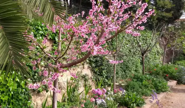 Poda de frutales