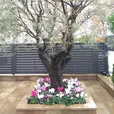 Poda arboles barcelona